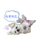 シロンちゃん 2（個別スタンプ：13）