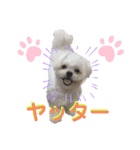 シロンちゃん 2（個別スタンプ：14）