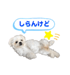 シロンちゃん 2（個別スタンプ：20）