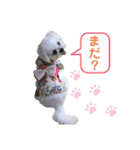 シロンちゃん 2（個別スタンプ：22）