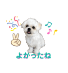 シロンちゃん 2（個別スタンプ：23）