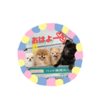 ぽんす達。（個別スタンプ：6）