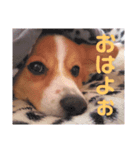 ～サスケとサクラ 1～（個別スタンプ：1）
