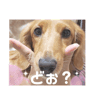～サスケとサクラ 1～（個別スタンプ：7）