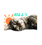 ねこのかぷ（個別スタンプ：1）