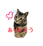 ねこのかぷ（個別スタンプ：3）