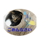 ねこのかぷ（個別スタンプ：4）