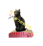 ねこのかぷ（個別スタンプ：5）