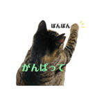ねこのかぷ（個別スタンプ：6）