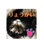 ねこのかぷ（個別スタンプ：7）