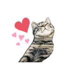 ねこのかぷ（個別スタンプ：8）