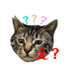 ねこのかぷ（個別スタンプ：11）