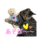 ねこのかぷ（個別スタンプ：12）