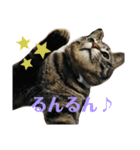 ねこのかぷ（個別スタンプ：13）