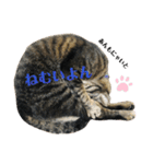 ねこのかぷ（個別スタンプ：16）
