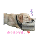 動物犬猫象ホワイトタイガー鳥（個別スタンプ：1）