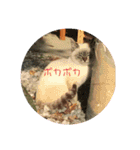 動物犬猫象ホワイトタイガー鳥（個別スタンプ：2）
