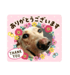 動物犬猫象ホワイトタイガー鳥（個別スタンプ：3）