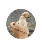 動物犬猫象ホワイトタイガー鳥（個別スタンプ：5）
