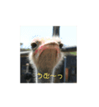 動物犬猫象ホワイトタイガー鳥（個別スタンプ：7）