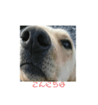 動物犬猫象ホワイトタイガー鳥（個別スタンプ：9）