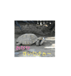 動物犬猫象ホワイトタイガー鳥（個別スタンプ：10）