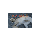 動物犬猫象ホワイトタイガー鳥（個別スタンプ：12）