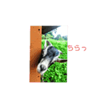 動物犬猫象ホワイトタイガー鳥（個別スタンプ：13）