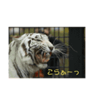 動物犬猫象ホワイトタイガー鳥（個別スタンプ：14）