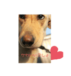 動物犬猫象ホワイトタイガー鳥（個別スタンプ：16）