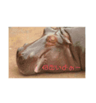 動物犬猫象ホワイトタイガー鳥（個別スタンプ：17）