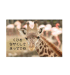 動物犬猫象ホワイトタイガー鳥（個別スタンプ：18）