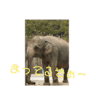 動物犬猫象ホワイトタイガー鳥（個別スタンプ：19）