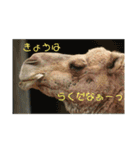 動物犬猫象ホワイトタイガー鳥（個別スタンプ：20）