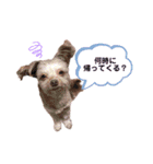 チワプーのチロルちゃん（個別スタンプ：13）