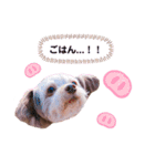 チワプーのチロルちゃん（個別スタンプ：14）