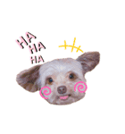 チワプーのチロルちゃん（個別スタンプ：20）