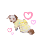 チワプーのチロルちゃん（個別スタンプ：23）