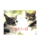 顔がうるさいネコ集4（個別スタンプ：8）