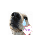 ラブラドールレトリバー＆うさぎのスタンプ（個別スタンプ：4）