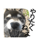 鬱犬スタンプ（個別スタンプ：5）