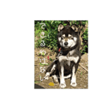 鬱犬スタンプ（個別スタンプ：7）