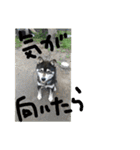 鬱犬スタンプ（個別スタンプ：9）