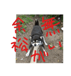 鬱犬スタンプ（個別スタンプ：11）