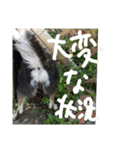 鬱犬スタンプ（個別スタンプ：13）