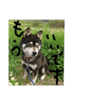鬱犬スタンプ（個別スタンプ：14）