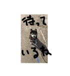 鬱犬スタンプ（個別スタンプ：15）