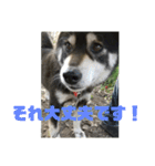 鬱犬スタンプ（個別スタンプ：17）