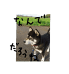 鬱犬スタンプ（個別スタンプ：18）