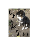 鬱犬スタンプ（個別スタンプ：19）
